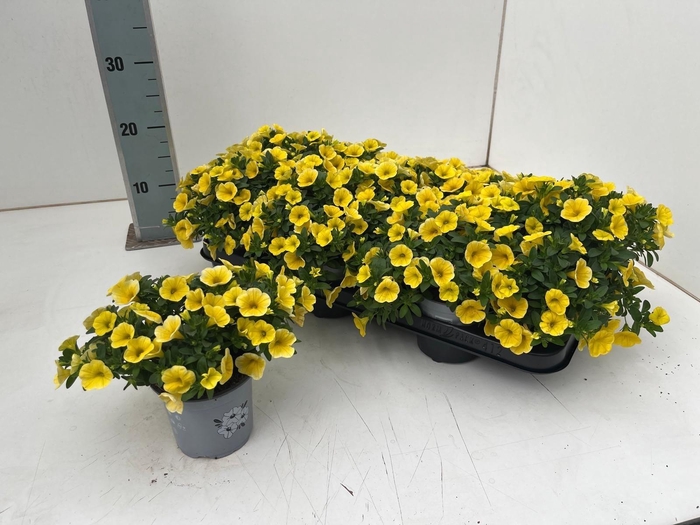 <h4>CALIB CA YELLOW</h4>