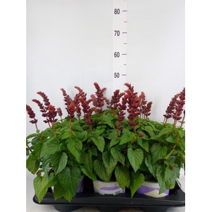 Salvia  'Salgoon Lake Flamingo'