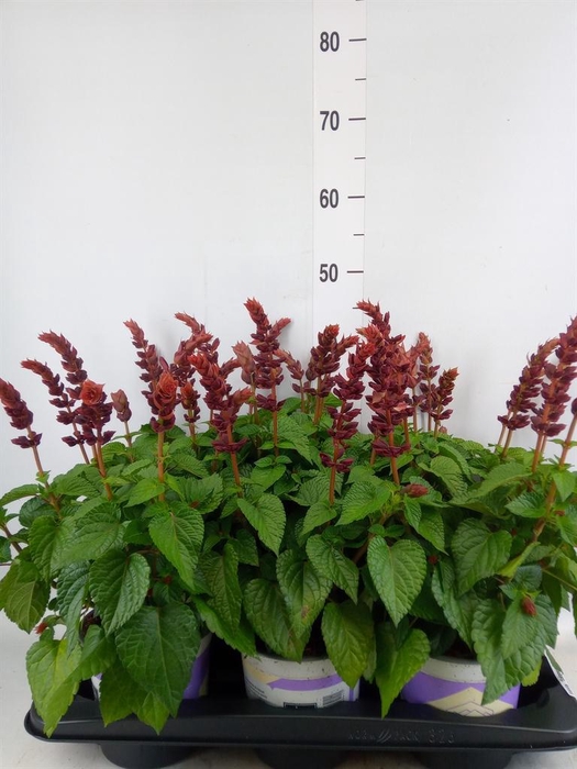<h4>Salvia  'Salgoon Lake Flamingo'</h4>