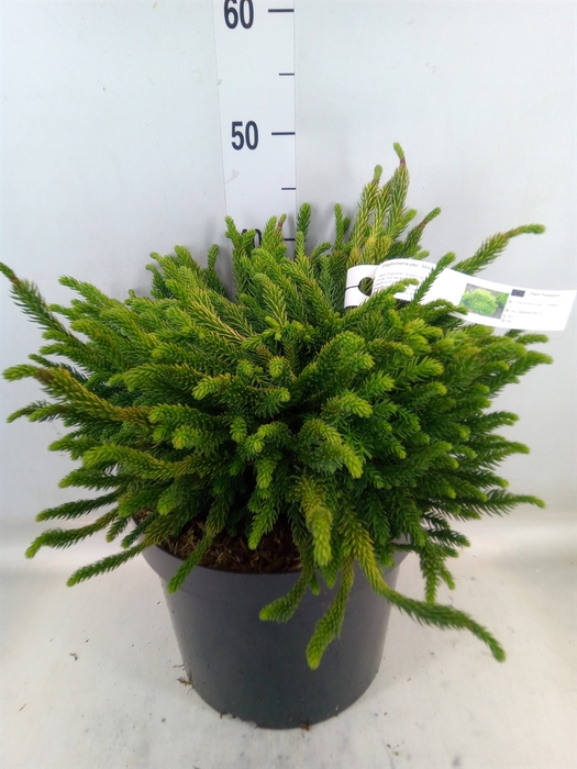 <h4>Cryptomeria japon.   ...</h4>