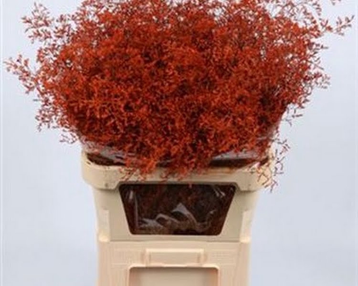 Limonium Beltlaard Klb Orange