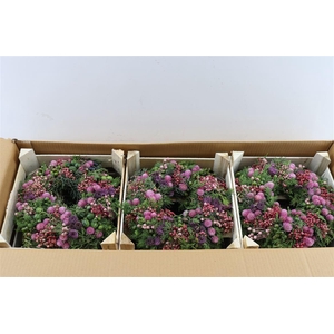 Wr Sierfruit De Luxe Pink 30cm
