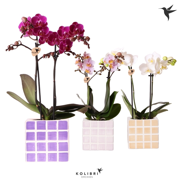 <h4>Kolibri Orchids Phalaenopsis mix 2 spike in Mosa pot pink mix</h4>