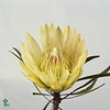 PROTEA WHITE HEAD