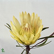 PROTEA WHITE HEAD