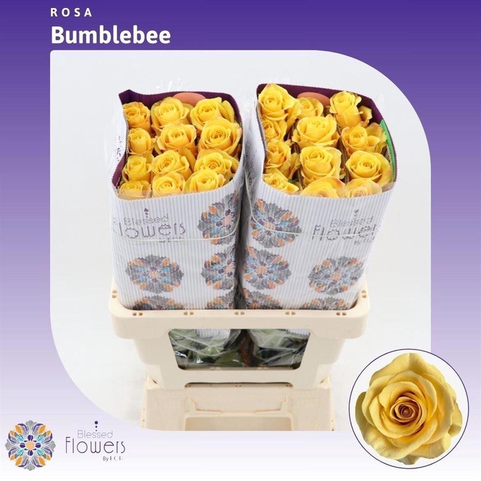 <h4>Rosa a grande fleur Bumblebee</h4>