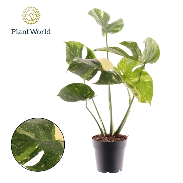 <h4>Monstera 'Thai Constellation'</h4>
