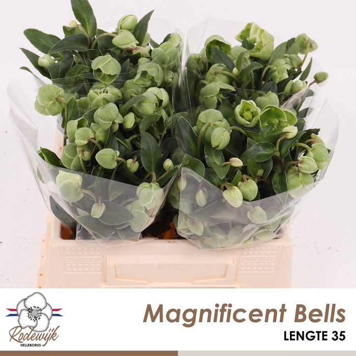 HELL  MAGNIFIC BELLS