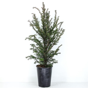 Taxus baccata (zonder etiket)