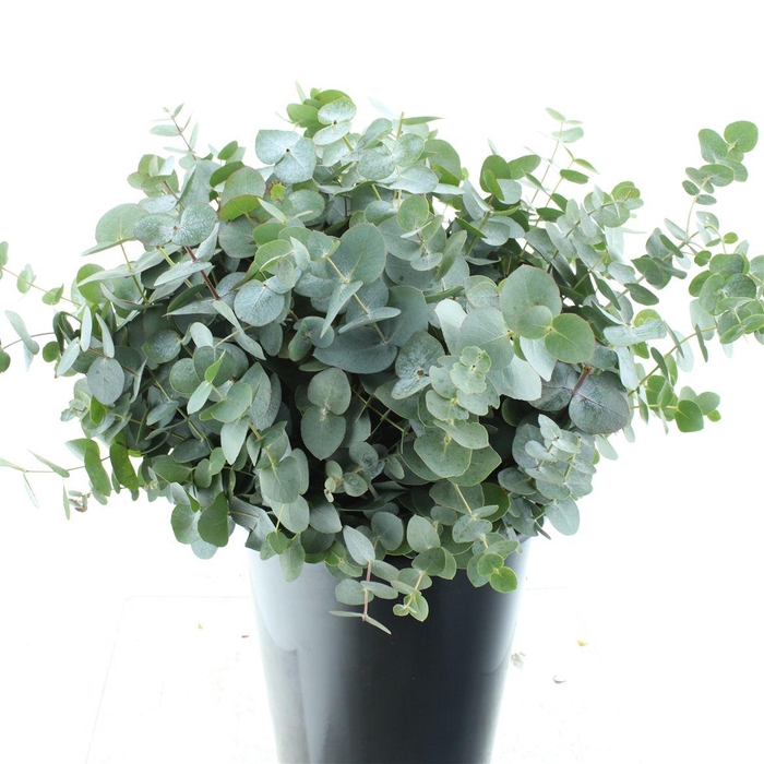 <h4>Euca Cinerea Short 150gram France</h4>