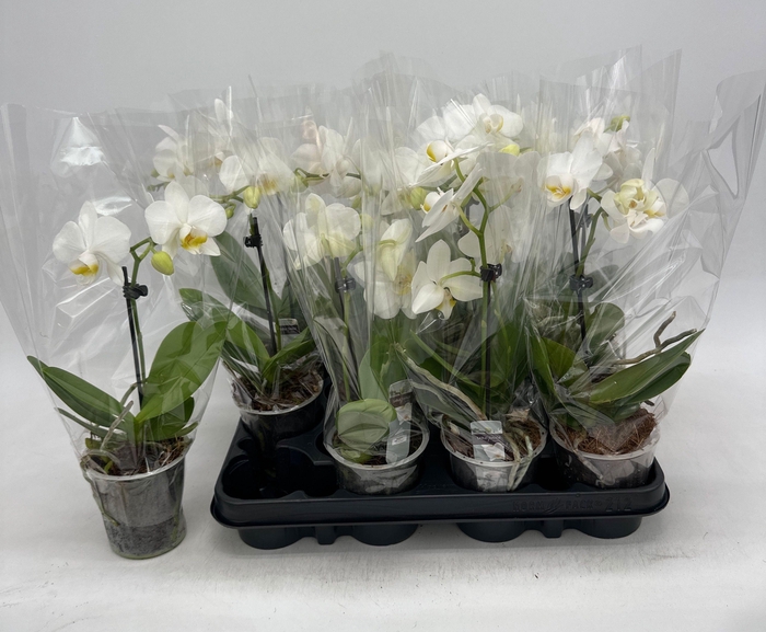<h4>PHAL OV WIT</h4>