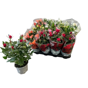 RO KORDANA GEM 5 SRT