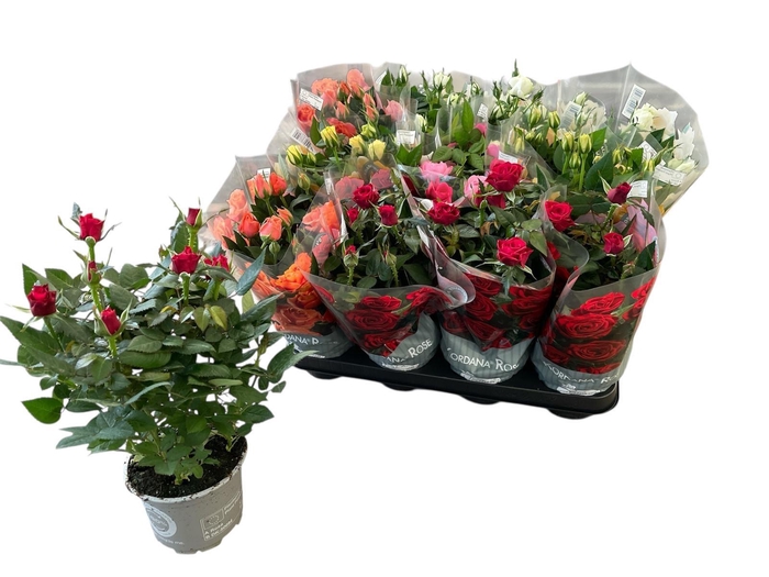 <h4>RO KORDANA GEM 5 SRT</h4>