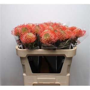 Leuco Ayoba Pink Guava