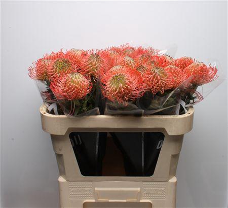 <h4>Leuco Ayoba Pink Guava</h4>