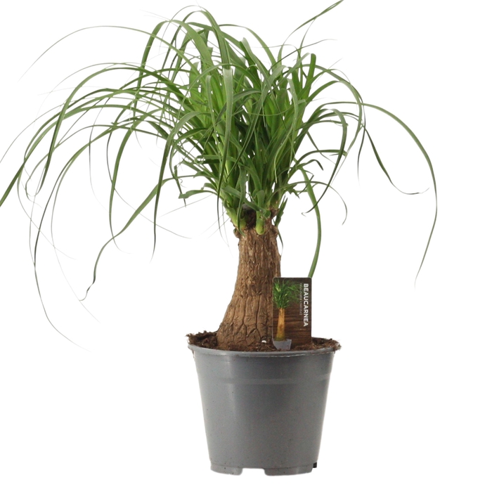 <h4>Beaucarnea recht 14 cm compacte stam</h4>