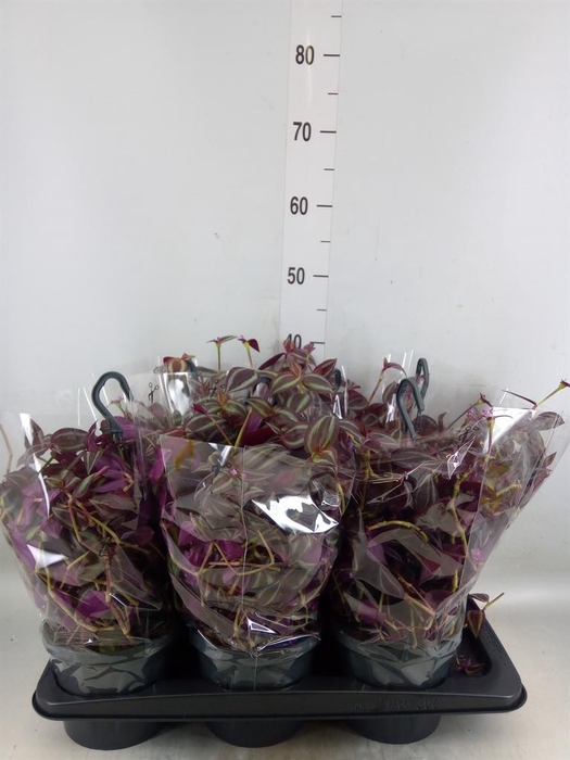 <h4>Tradescantia   ...</h4>