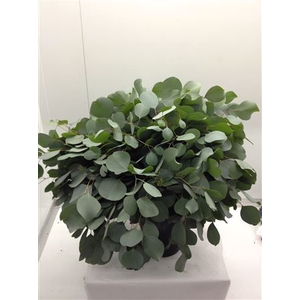 Euc Populus Blad