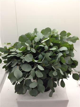 <h4>Euc Populus Blad</h4>