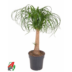 Beaucarnea stam P24 - 1,5ft