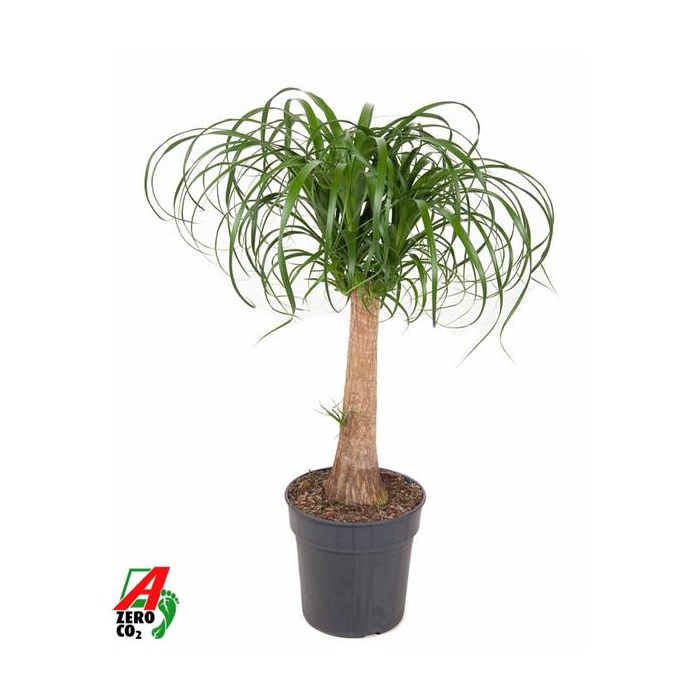 <h4>Beaucarnea stam P24 - 1,5ft</h4>