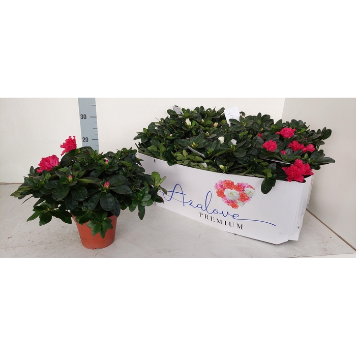 <h4>RHODO SI GEM 5 SRT</h4>