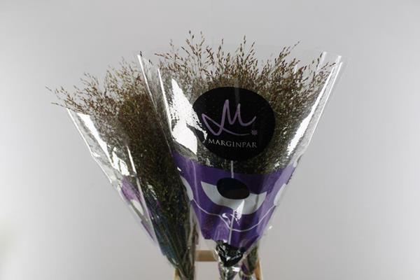 <h4>Siergras Warrior L 90</h4>