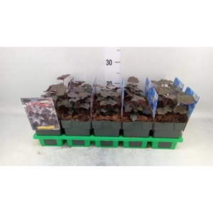 Heuchera micrantha 'Palace Purple'