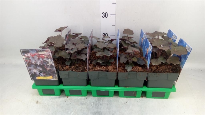 <h4>Heuchera micrantha 'Palace Purple'</h4>