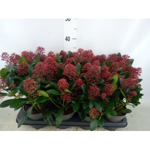 Skimmia jap. 'Rubella'