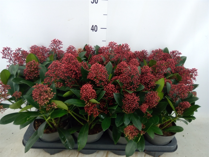 <h4>Skimmia jap. 'Rubella'</h4>