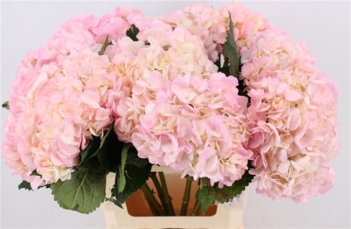 <h4>Hydr M Pink & Green Tinted</h4>