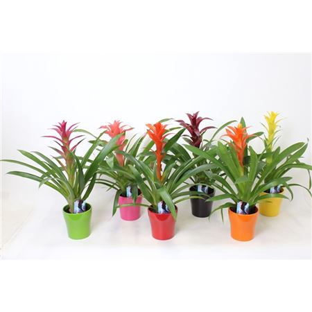 <h4>Guzmania Mix In Anna Keramiek</h4>