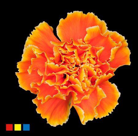 <h4>Dianthus St Sunset</h4>