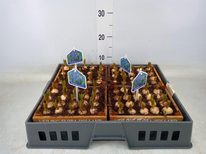 <h4>Arr.  Muscari L%</h4>