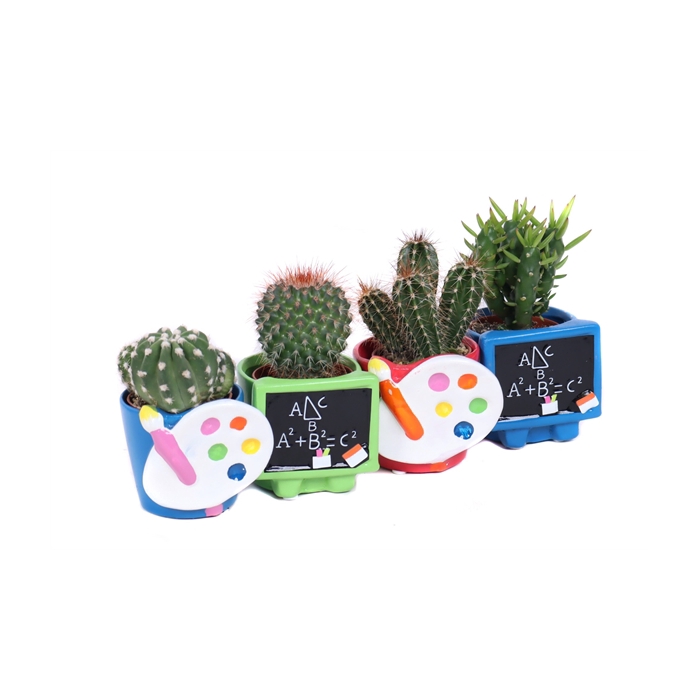 <h4>Cactus schoolbord verfpallet</h4>