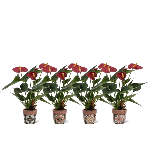 <h4>Anthurium Diamond Red in Jakarta ceramics</h4>