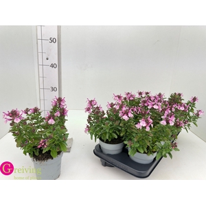 SALVIA GR MIRAG S PI
