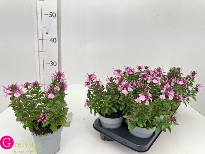 <h4>SALVIA GR MIRAG S PI</h4>