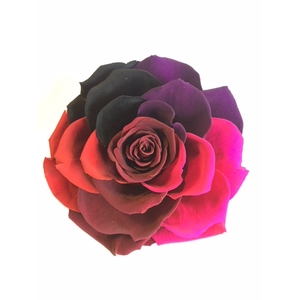 Rose stab. Rainbow XXL bonita