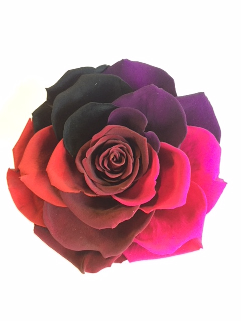 Rose stab. Rainbow XXL bonita