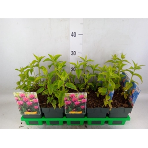 Monarda didyma
