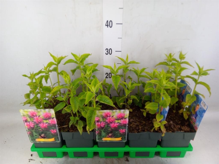 <h4>Monarda didyma</h4>