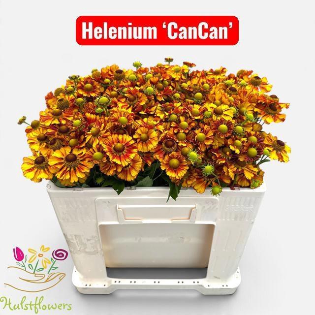 <h4>HELEN OV</h4>