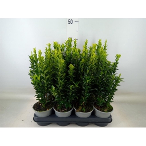 Euonymus japon. 'Green Spire'