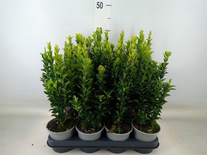 <h4>Euonymus japon. 'Green Spire'</h4>