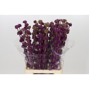Callicarpa Bodinieri Var Giraldii