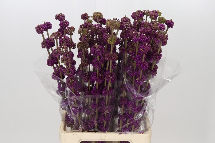 <h4>Callicarpa Bodinieri Var Giraldii</h4>