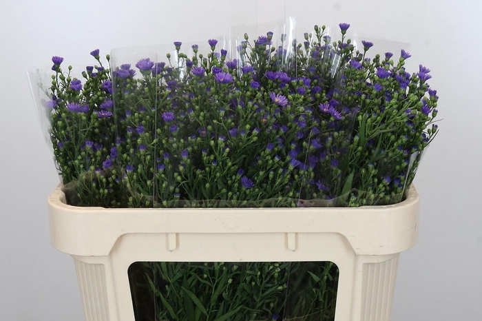 <h4>Aster Casamare</h4>