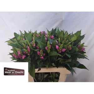 Chelone Obliqua Meer En Drecht